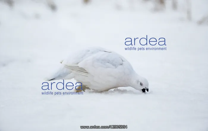 : Willow Ptarmigan - winter plumage : Willow Ptarmigan - winter plumage