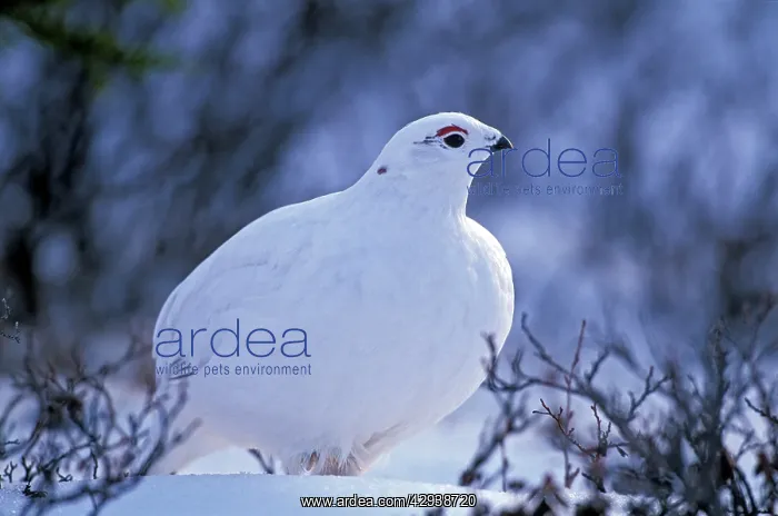 : Willow Ptarmigan in winter plumage standing in tundra : Willow Ptarmigan in winter plumage standing in tundra
