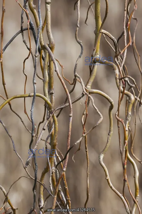 : Willow, Red twisted willow, Salix erythroflexuosa : Willow, Red twisted willow, Salix erythroflexuosa