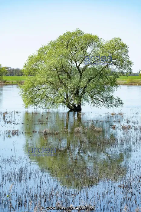 : Willow (Salix) standing in the water, Elbe meadows : Willow (Salix) standing in the water, Elbe meadows