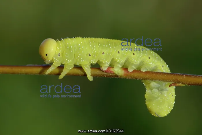 : Willow Sawfly : Willow Sawfly