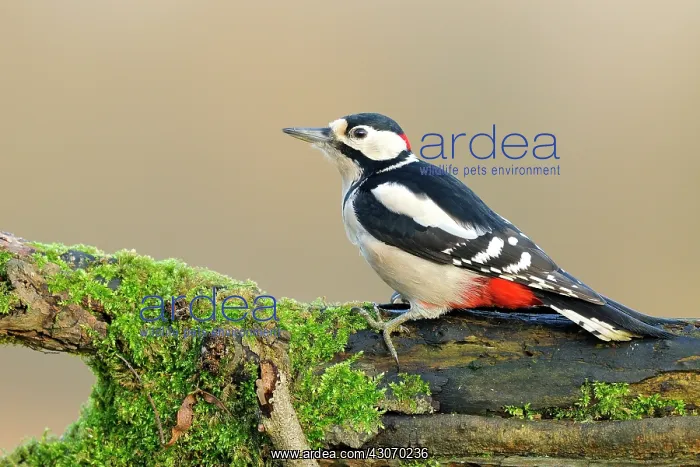 : Willow sp. Great Spotted Woodpecker (Dendrocopos major) perched on a fallen : Willow sp. Great Spotted Woodpecker (Dendrocopos major) perched on a fallen