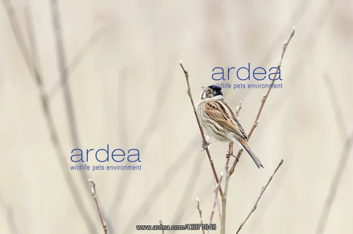 : Willow sp. Common Reed Bunting (Emberiza schoeniclus) resting on twig of : Willow sp. Common Reed Bunting (Emberiza schoeniclus) resting on twig of