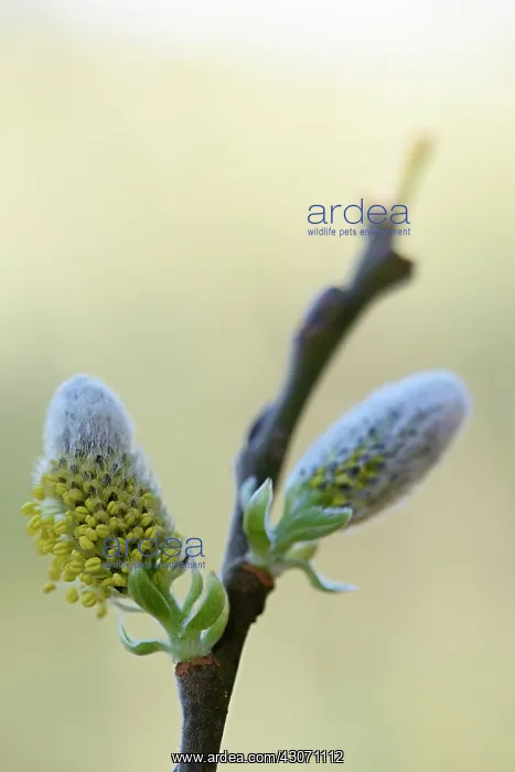 : Willow sp. Catkins of an unidentified willow (Salix sp) : Willow sp. Catkins of an unidentified willow (Salix sp)