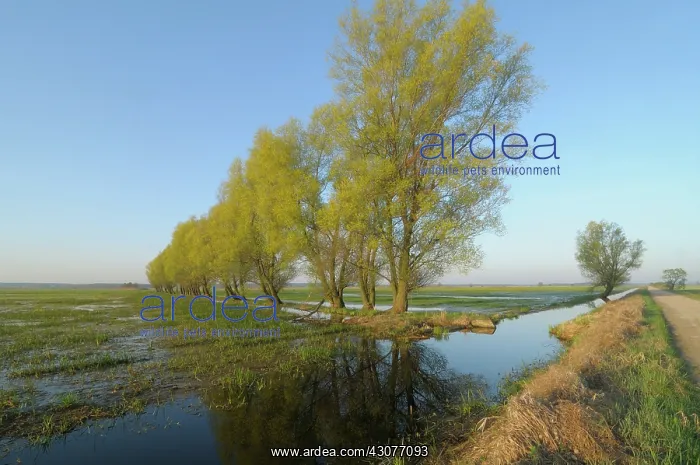 : Willow sp. Narew River floodplains with open flooded grasslands : Willow sp. Narew River floodplains with open flooded grasslands