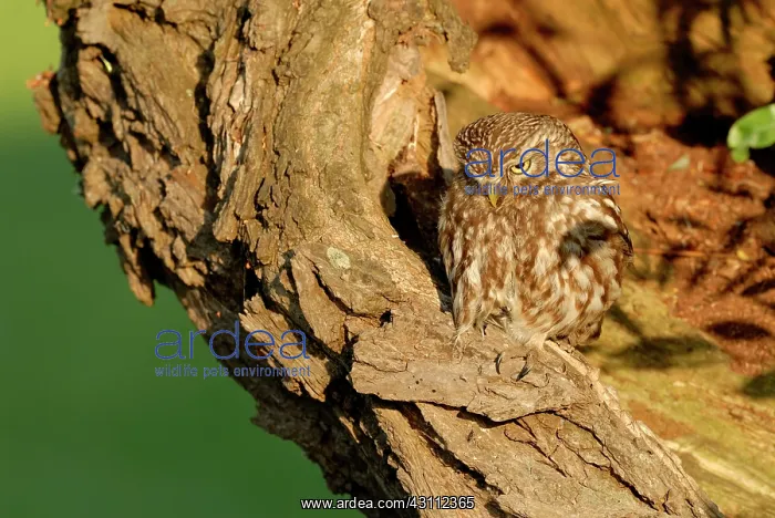 : Willow sp. Little Owl (Athene noctua) perched in a very old Willow : Willow sp. Little Owl (Athene noctua) perched in a very old Willow