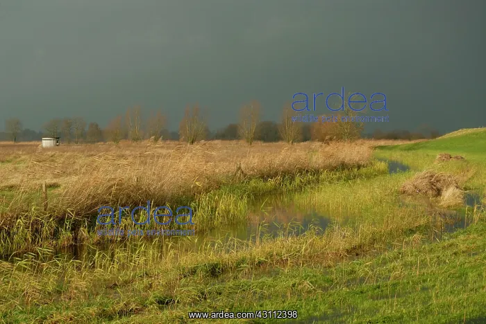 : Willow sp. Overview of marshland with observation hide in the back in late afternoon light : Willow sp. Overview of marshland with observation hide in the back in late afternoon light