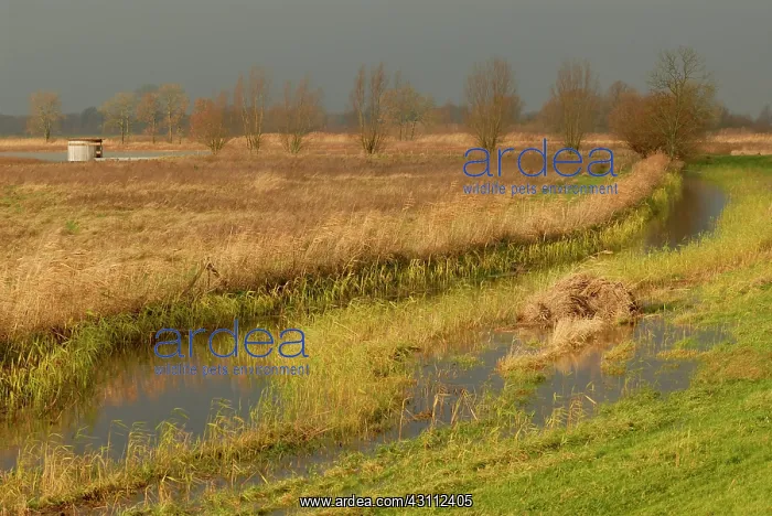 : Willow sp. Overview on marshland in autumn with observation hide in the back : Willow sp. Overview on marshland in autumn with observation hide in the back