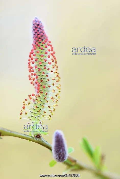 : Willow sp. Close up of catkin of an unidentified willow (Salix sp) : Willow sp. Close up of catkin of an unidentified willow (Salix sp)