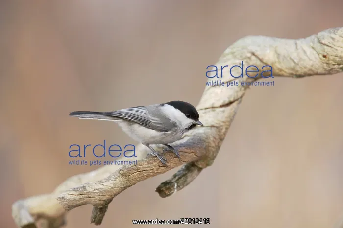  : Willow Tit
