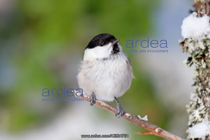 : Willow Tit : Willow Tit