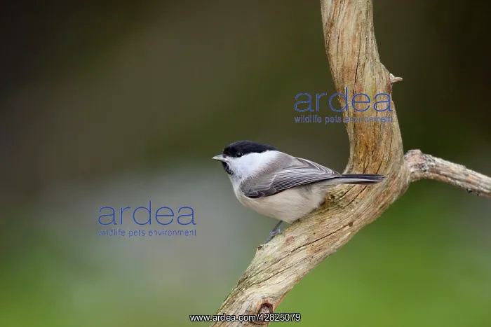  : Willow Tit