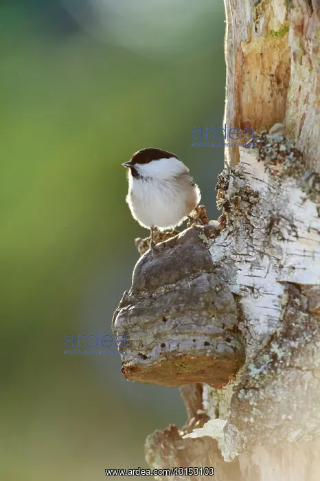 : Willow Tit : Willow Tit