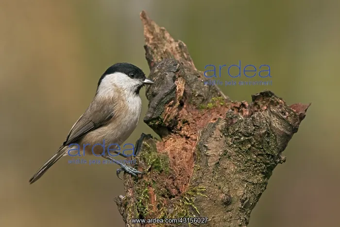: Willow Tit : Willow Tit