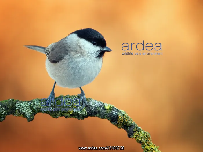 : Willow Tit : Willow Tit