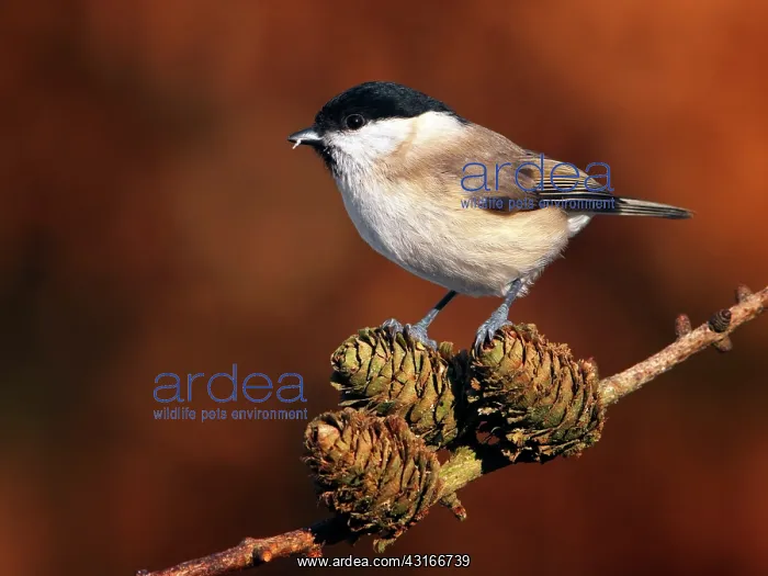 : Willow Tit : Willow Tit