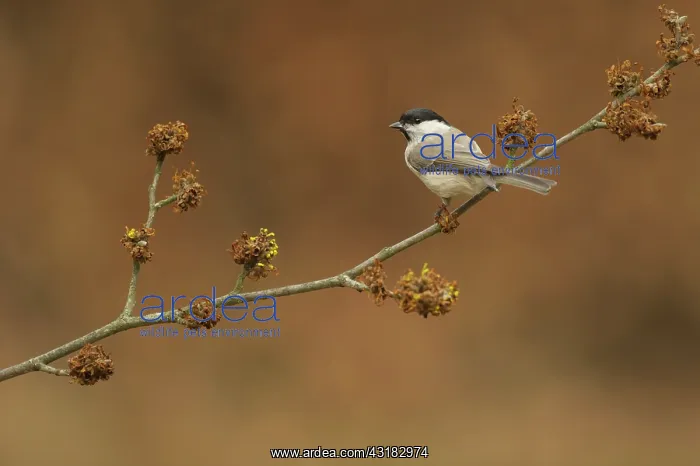 : Willow Tit : Willow Tit