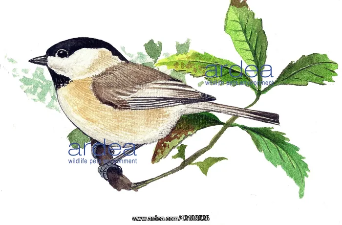 : Willow tit : Willow tit