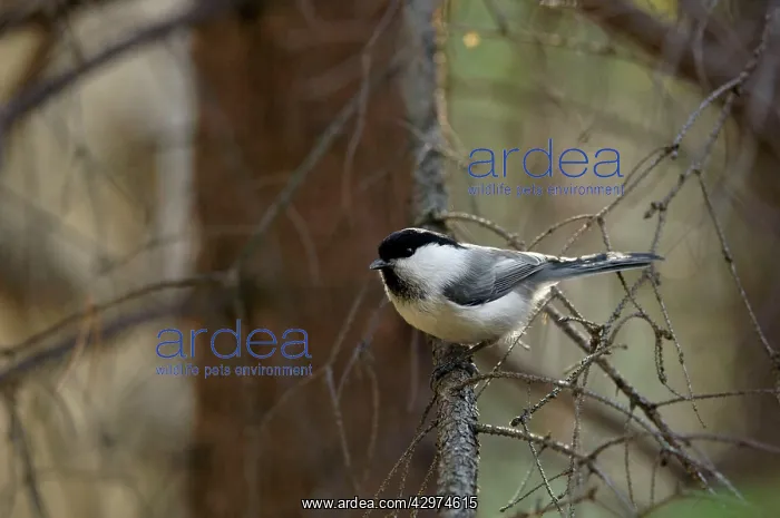 : Willow Tit - adult - checks approaching invader : Willow Tit - adult - checks approaching invader