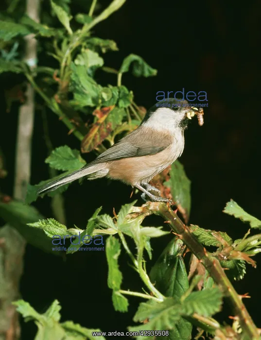 : Willow TIT - with grubs in beak : Willow TIT - with grubs in beak