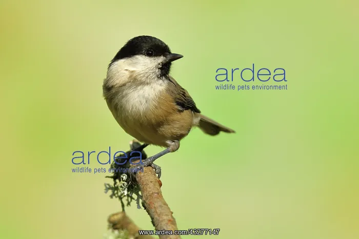 : Willow tit (Parus montanus) sitting on a branch : Willow tit (Parus montanus) sitting on a branch