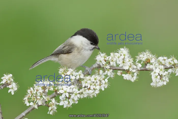 : Willow Tit (Parus montanus) sitting on flowering : Willow Tit (Parus montanus) sitting on flowering