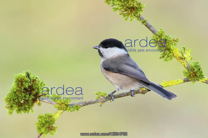 : Willow Tit (Parus montanus), sitting on a mossy : Willow Tit (Parus montanus), sitting on a mossy