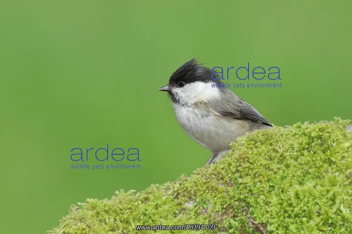 : Willow Tit (Parus montanus) sitting on a stone c : Willow Tit (Parus montanus) sitting on a stone c