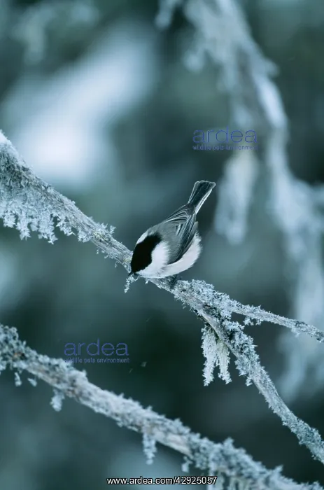 : Willow TIT - perched on branch covered with snow : Willow TIT - perched on branch covered with snow