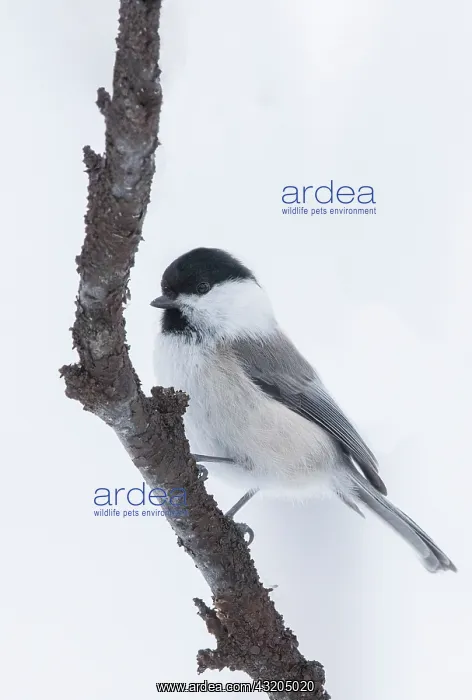 : Willow tit (Poecile montanus), in the snow, Vadso : Willow tit (Poecile montanus), in the snow, Vadso