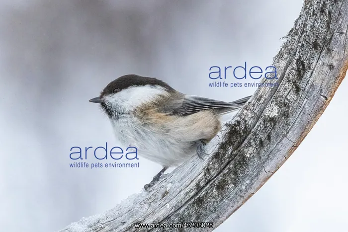 : Willow tit (Poecile montanus), in the snow, Vadso : Willow tit (Poecile montanus), in the snow, Vadso