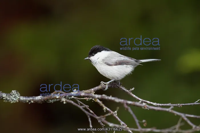 : Willow Tit(Parus montanus) on a branche : Willow Tit(Parus montanus) on a branche