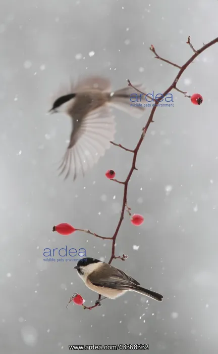 : Willow tits (Poecile montanus) on wild rose in winter : Willow tits (Poecile montanus) on wild rose in winter