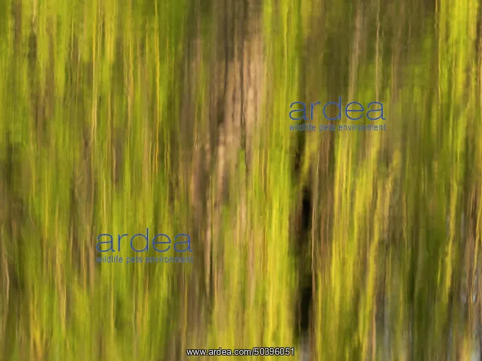 : Willow tree, an abstract image of a willow tree crown : Willow tree, an abstract image of a willow tree crown