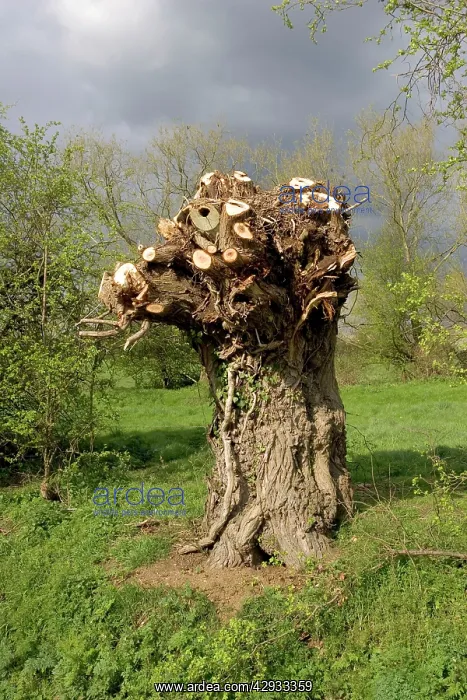 : Willow TREE - newly pollarded by the side of cleared stream : Willow TREE - newly pollarded by the side of cleared stream