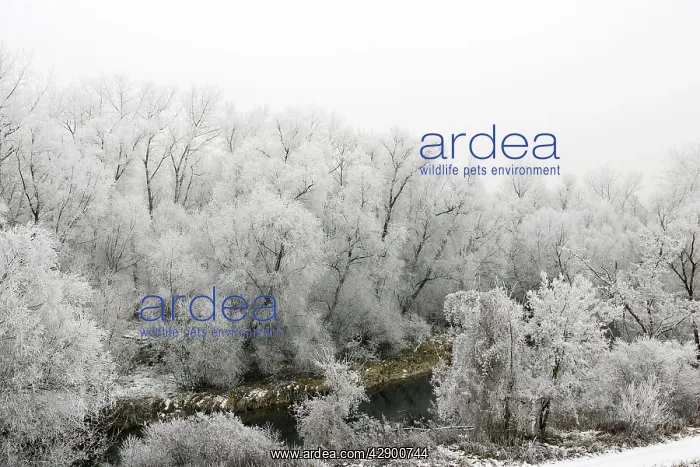 : Willow Trees - covered in frost : Willow Trees - covered in frost