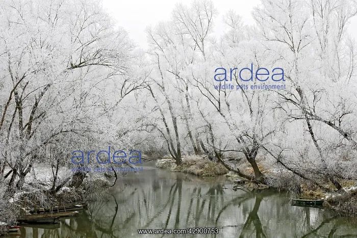 : Willow Trees - along river covered in frost : Willow Trees - along river covered in frost