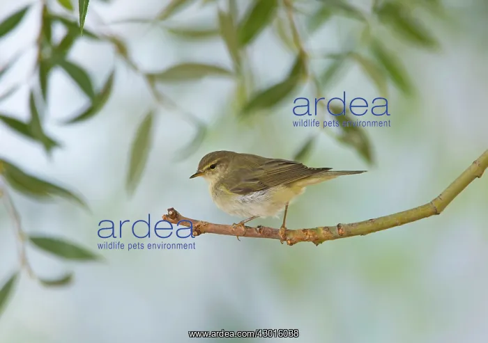  : Willow Warbler