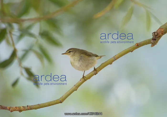  : Willow Warbler