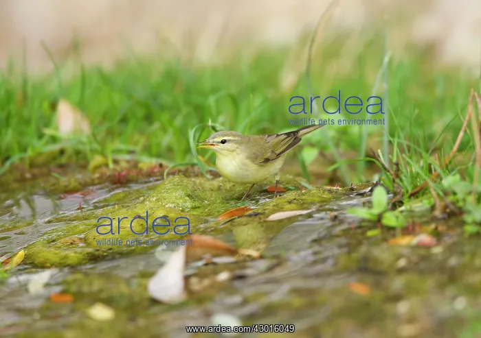 : Willow Warbler : Willow Warbler