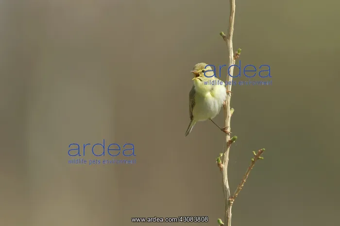 : Willow Warbler : Willow Warbler