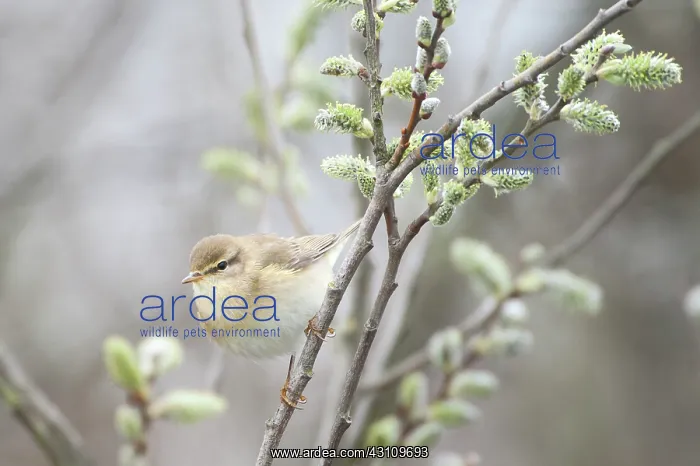 : Willow Warbler : Willow Warbler