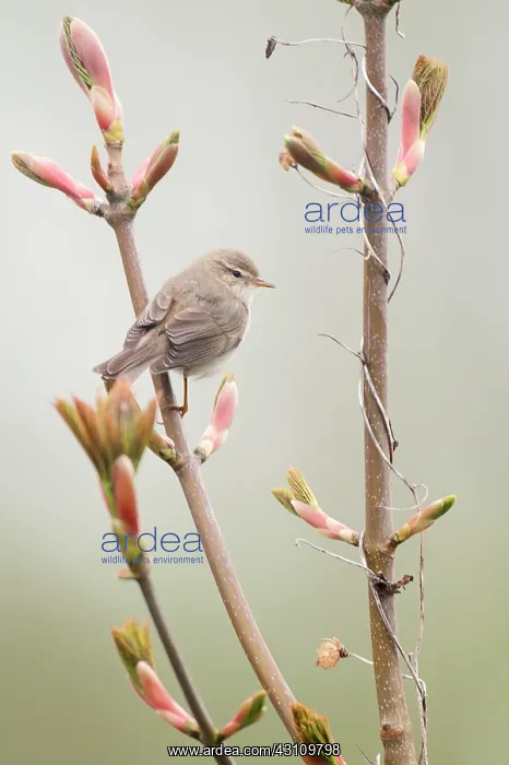 : Willow Warbler : Willow Warbler
