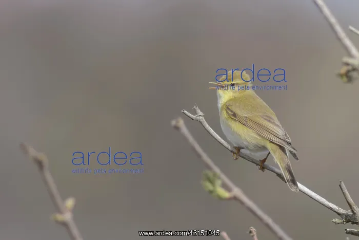 : Willow Warbler : Willow Warbler