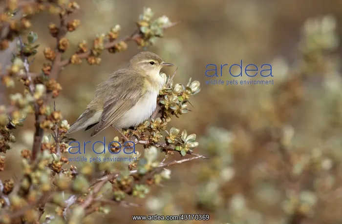  : Willow Warbler