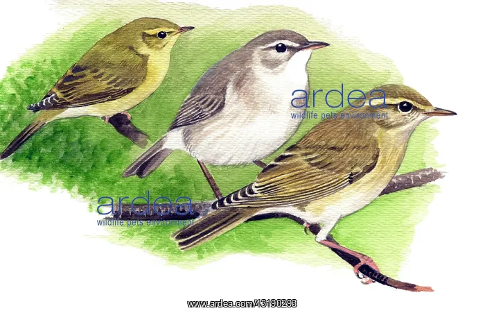 : Willow Warbler : Willow Warbler