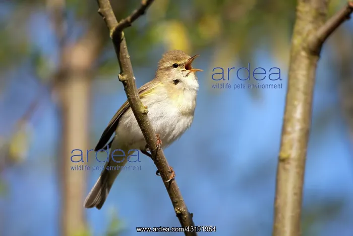  : Willow Warbler