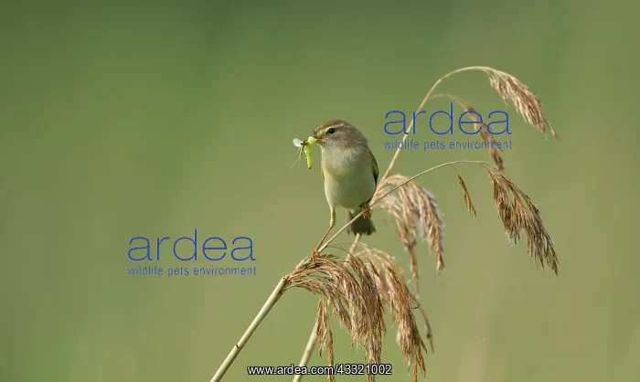 : Willow Warbler : Willow Warbler