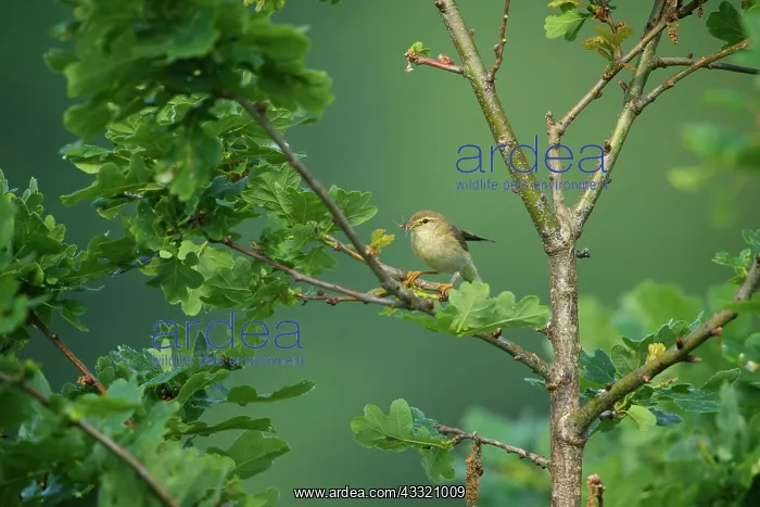 : Willow Warbler : Willow Warbler