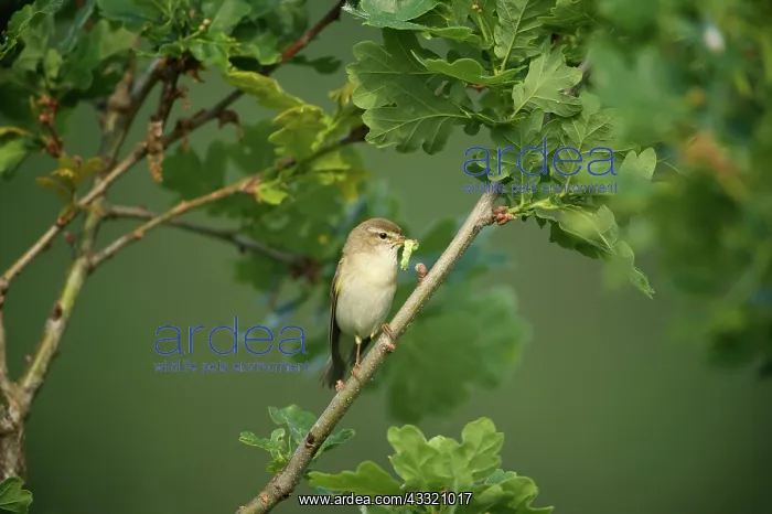 : Willow Warbler : Willow Warbler